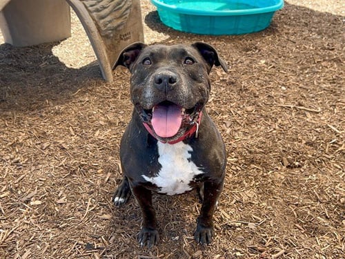 MIMI - Pit Bull Terrier available for adoption