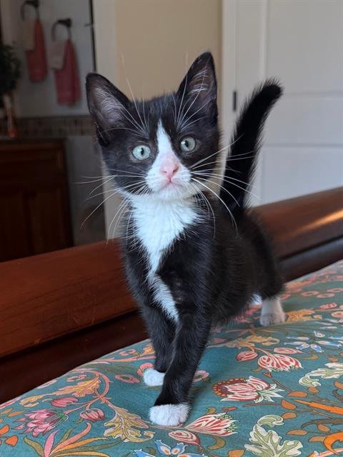 CEDRIC - Domestic Short Hair available for adoption