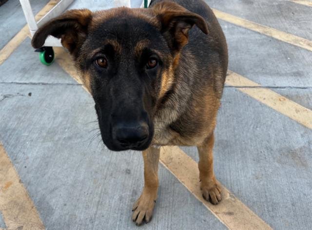 SAMSON - German Shepherd Dog available for adoption