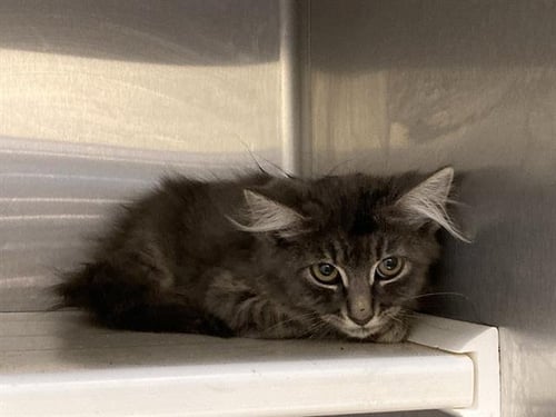 PARTY CAT - Domestic Medium Hair available for adoption