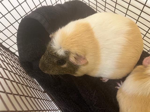 SUGAR - Guinea Pig available for adoption