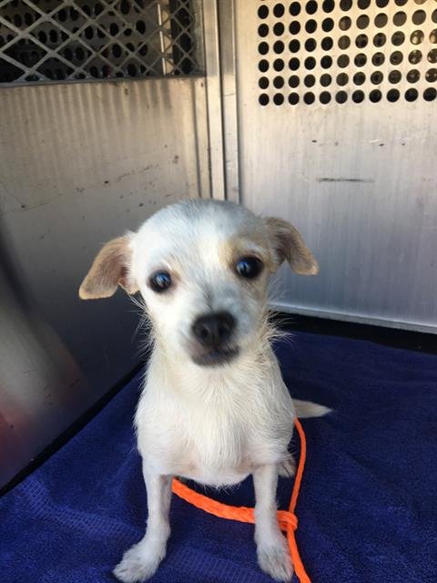 BOB - Chihuahua available for adoption