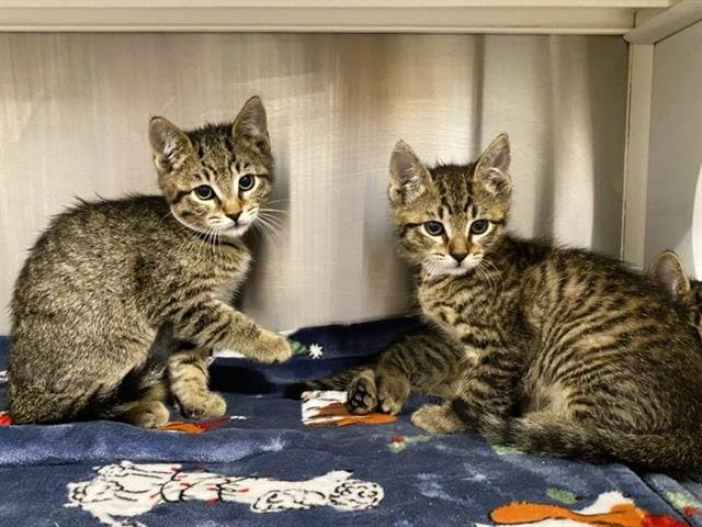 ALEX - Domestic Short Hair available for adoption