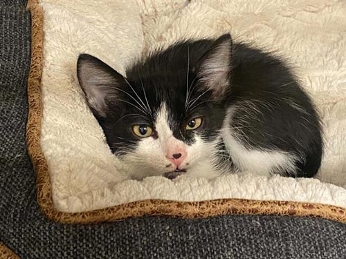 SHOHEI OHTINI - Domestic Short Hair available for adoption