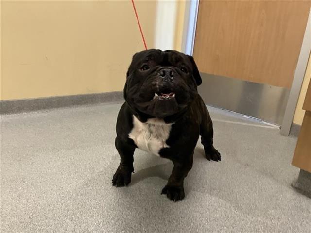 CHONK - English Bulldog available for adoption