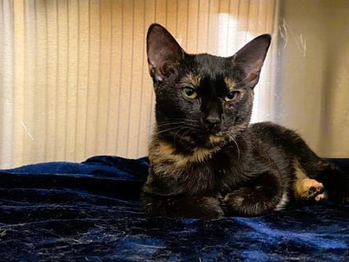 MANDY - Domestic Short Hair available for adoption