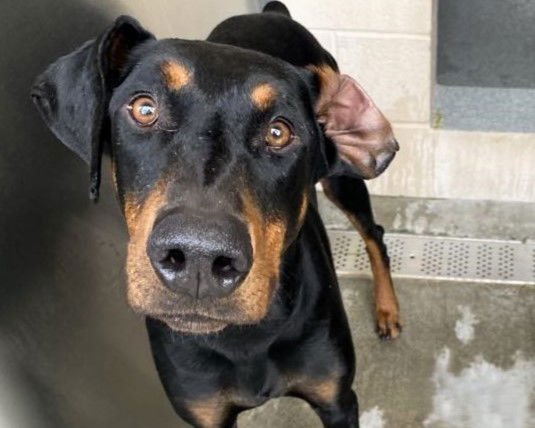 PACKER - Doberman Pinscher available for adoption