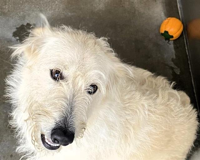 BAILEY - Airedale Terrier available for adoption