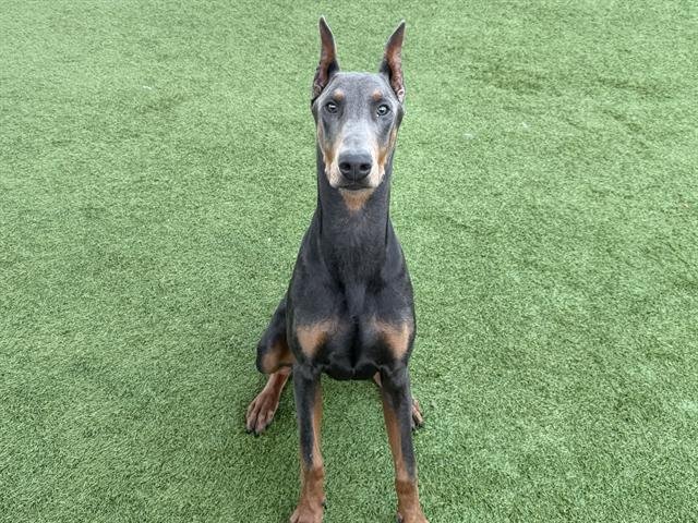 RUGER - Doberman Pinscher available for adoption