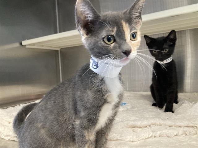 CADIE - Domestic Short Hair available for adoption