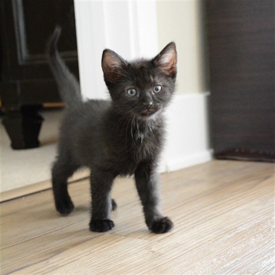 YOUNG ZEUS Image