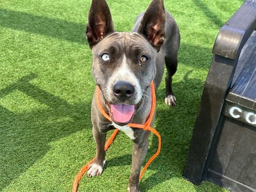 SUSHI - Pit Bull Terrier / Siberian Husky available for adoption