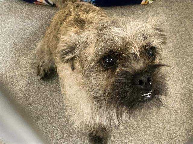 MOE - Cairn Terrier available for adoption