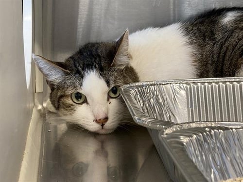 MR. BUBBLES - Domestic Short Hair available for adoption