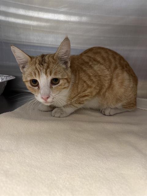 VALENTINO - Domestic Short Hair available for adoption