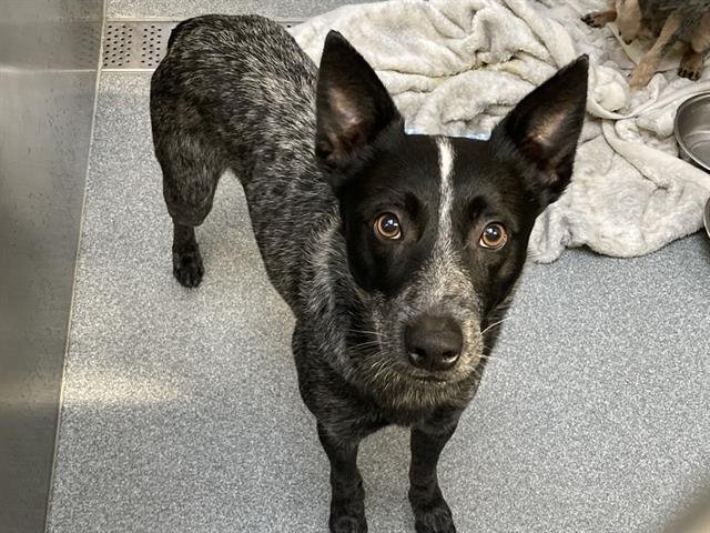 REED - Australian Cattle Dog/Blue Heeler available for adoption