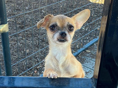DARLA - Cairn Terrier available for adoption