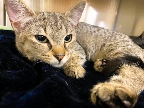 PARIS - Domestic Short Hair available for adoption