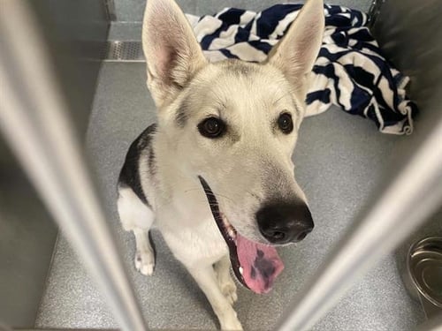 IRIS - Siberian Husky / German Shepherd Dog available for adoption