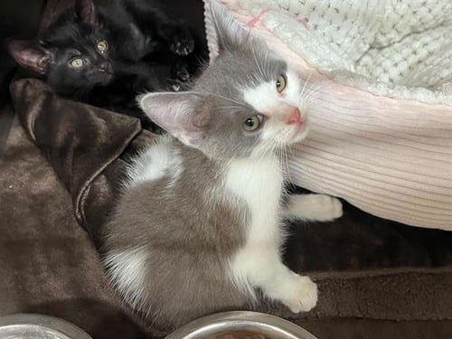CIRI - Domestic Short Hair available for adoption