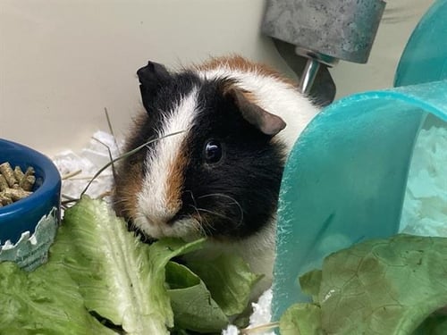 ICEE - Guinea Pig available for adoption