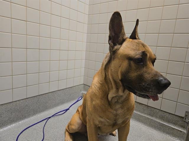 COFFEE - German Shepherd Dog / Great Dane available for adoption