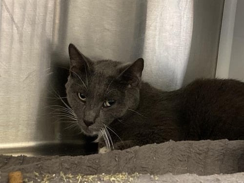 HENRIK - Domestic Short Hair available for adoption