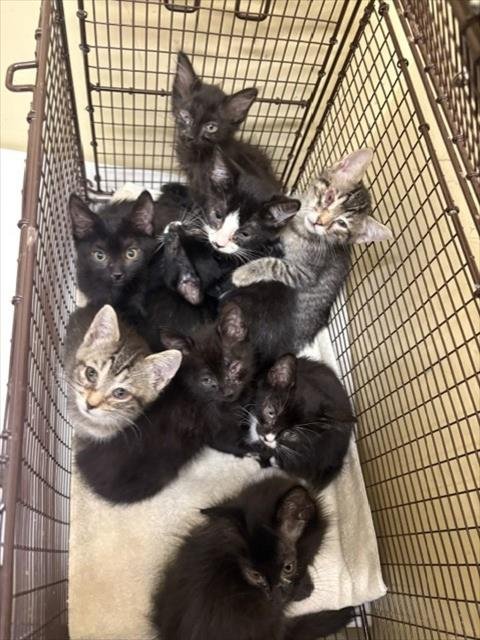 XADEN - Domestic Short Hair available for adoption
