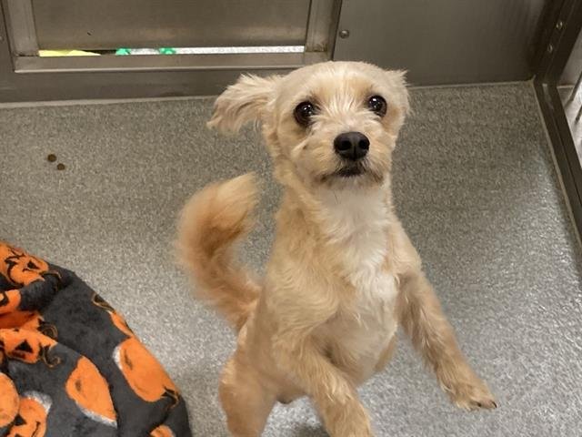 MANNY - Lhasa Apso / Poodle (Miniature) available for adoption