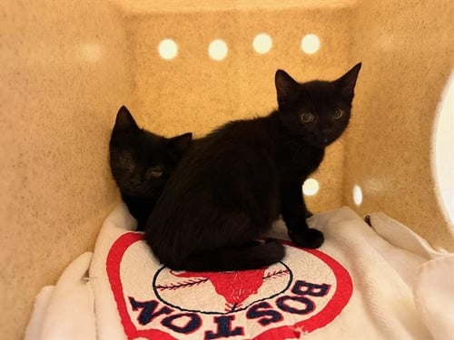 ALEXA - Domestic Short Hair available for adoption