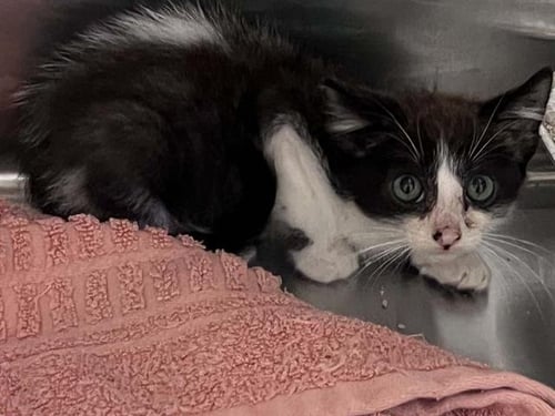 A1976629 - Domestic Short Hair available for adoption