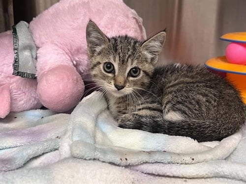 RODNEY - Domestic Short Hair available for adoption