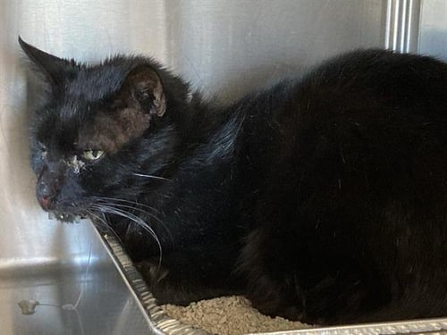 HAMILTON - Domestic Short Hair available for adoption