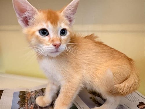 HEINZ - Domestic Short Hair available for adoption