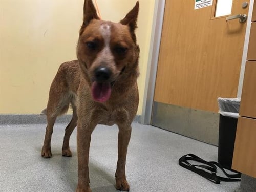 FINN - Australian Cattle Dog/Blue Heeler available for adoption