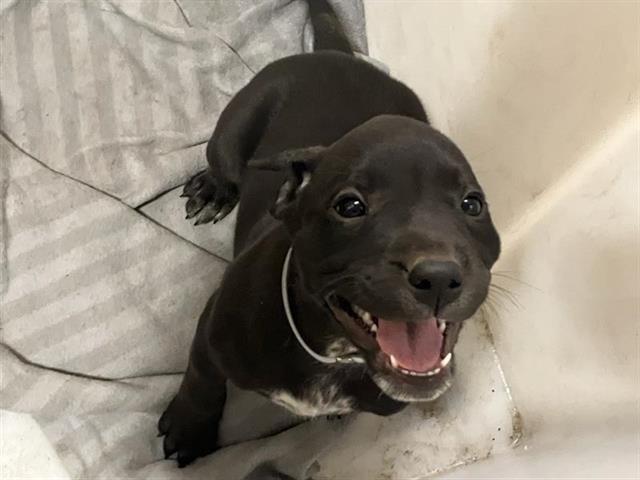 WANDA - Labrador Retriever available for adoption