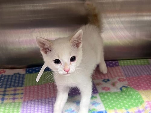 BAGHEERA - Domestic Short Hair available for adoption