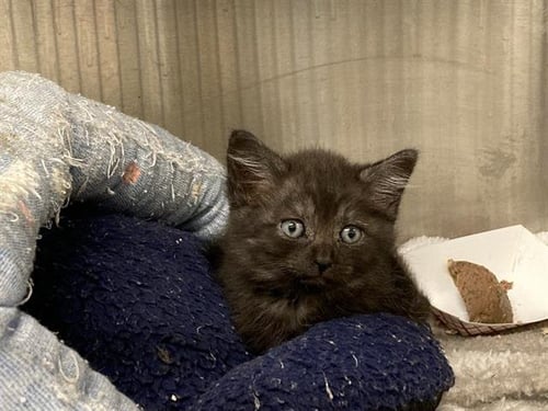 SQUEAKY *087* - Domestic Short Hair available for adoption