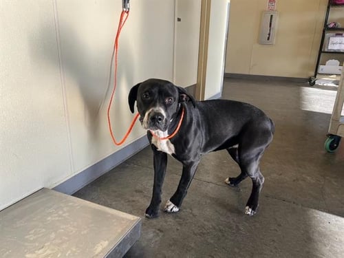 FIONA - Pit Bull Terrier available for adoption