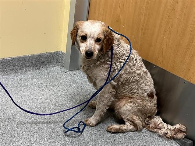 RUBY - Cavalier King Charles Spaniel available for adoption