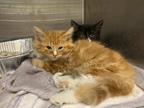 ROSE - Domestic Long Hair available for adoption