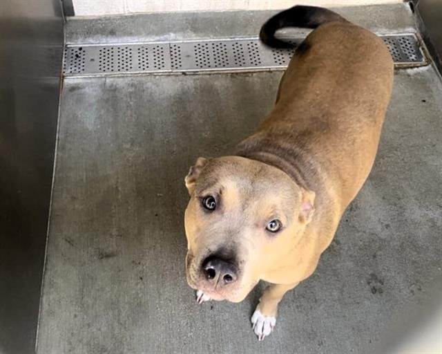 ROSELLA - Pit Bull Terrier available for adoption