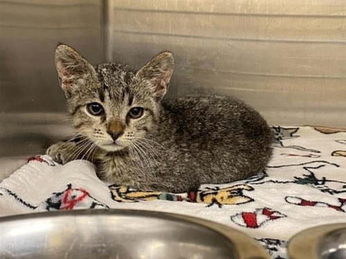 TONY - Domestic Short Hair available for adoption