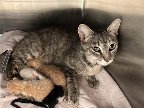 TAROT - Domestic Short Hair available for adoption