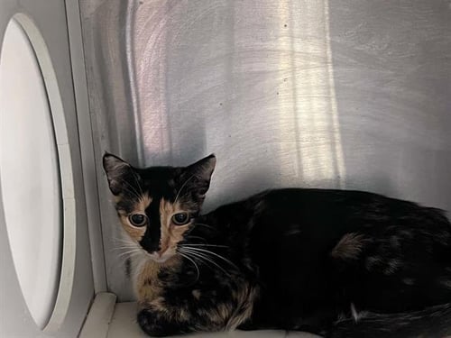 CRICKET +6 - Domestic Short Hair available for adoption