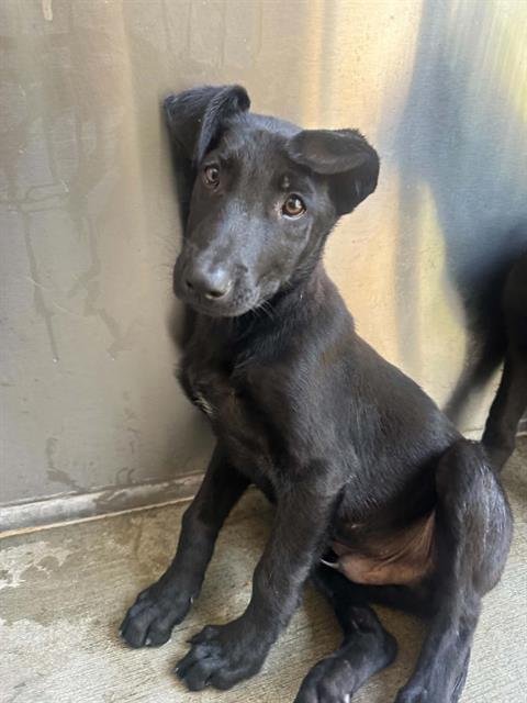 BANNER - German Shepherd Dog / Belgian Shepherd Malinois available for adoption