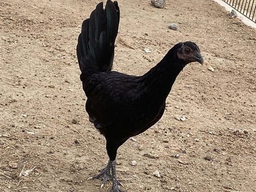 HENNIFER - Chicken available for adoption