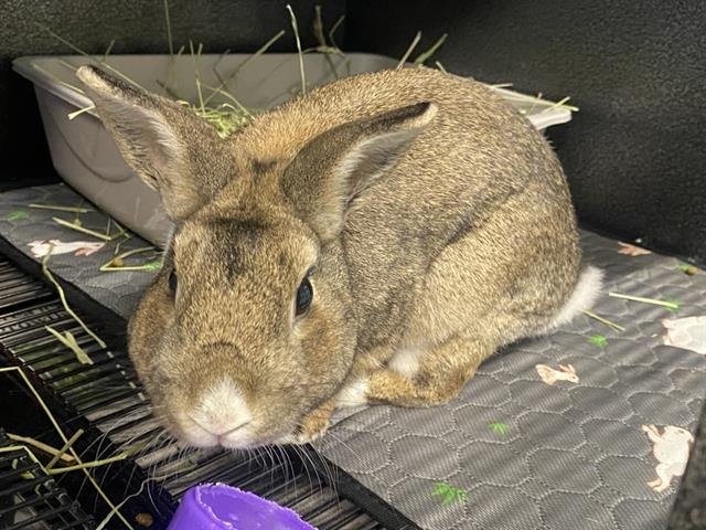 WOODY - Shorthaired Rabbit available for adoption