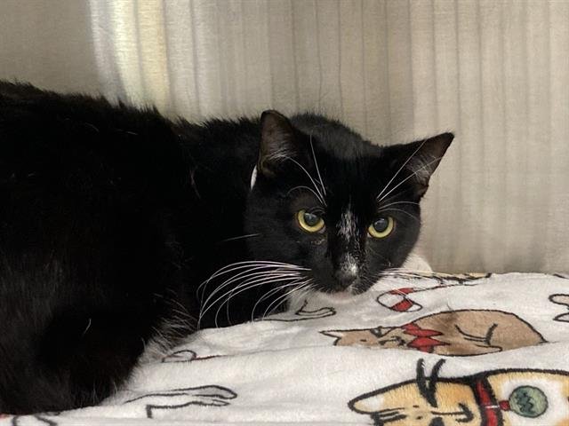 SOREN - Domestic Short Hair available for adoption