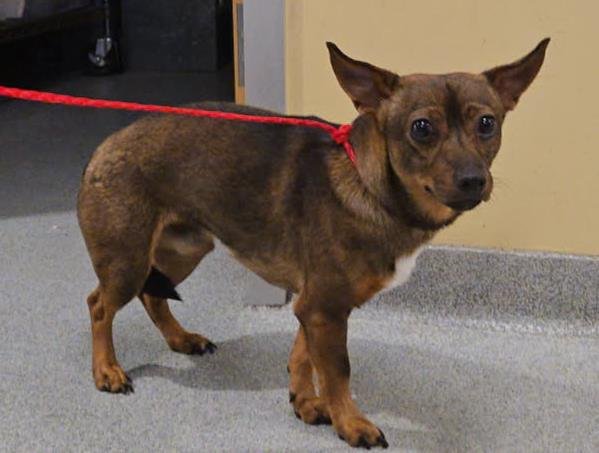 CHESTER - Chihuahua / Parson Russell Terrier available for adoption